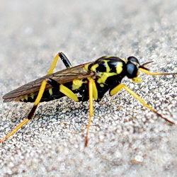 Xylomya maculata